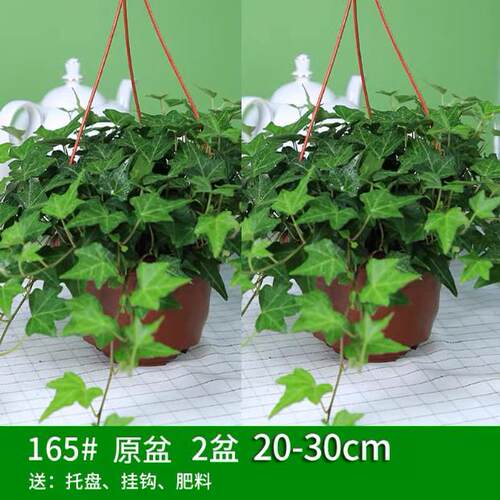 Ivy potted indoor and outdoor plants hanin reen plant
