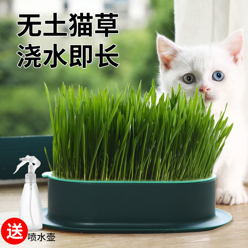 猫草盆栽种籽水培盒懒人种植有机猫草化毛球片小麦种子育苗盘零食