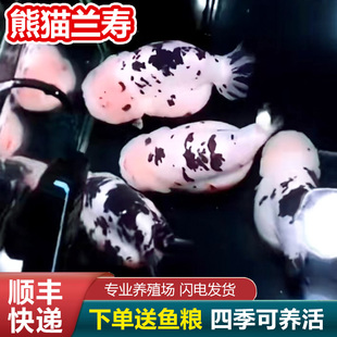 短尾兰寿鱼波妞鱼兰寿金鱼精品小苗奶牛潘氏鱼苗玉兔麒麟日寿日本