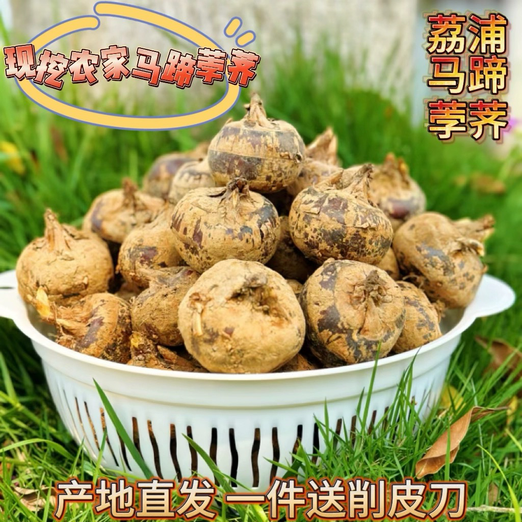 正宗荔浦马蹄水果广西特产桂林荸荠新鲜2025年现挖