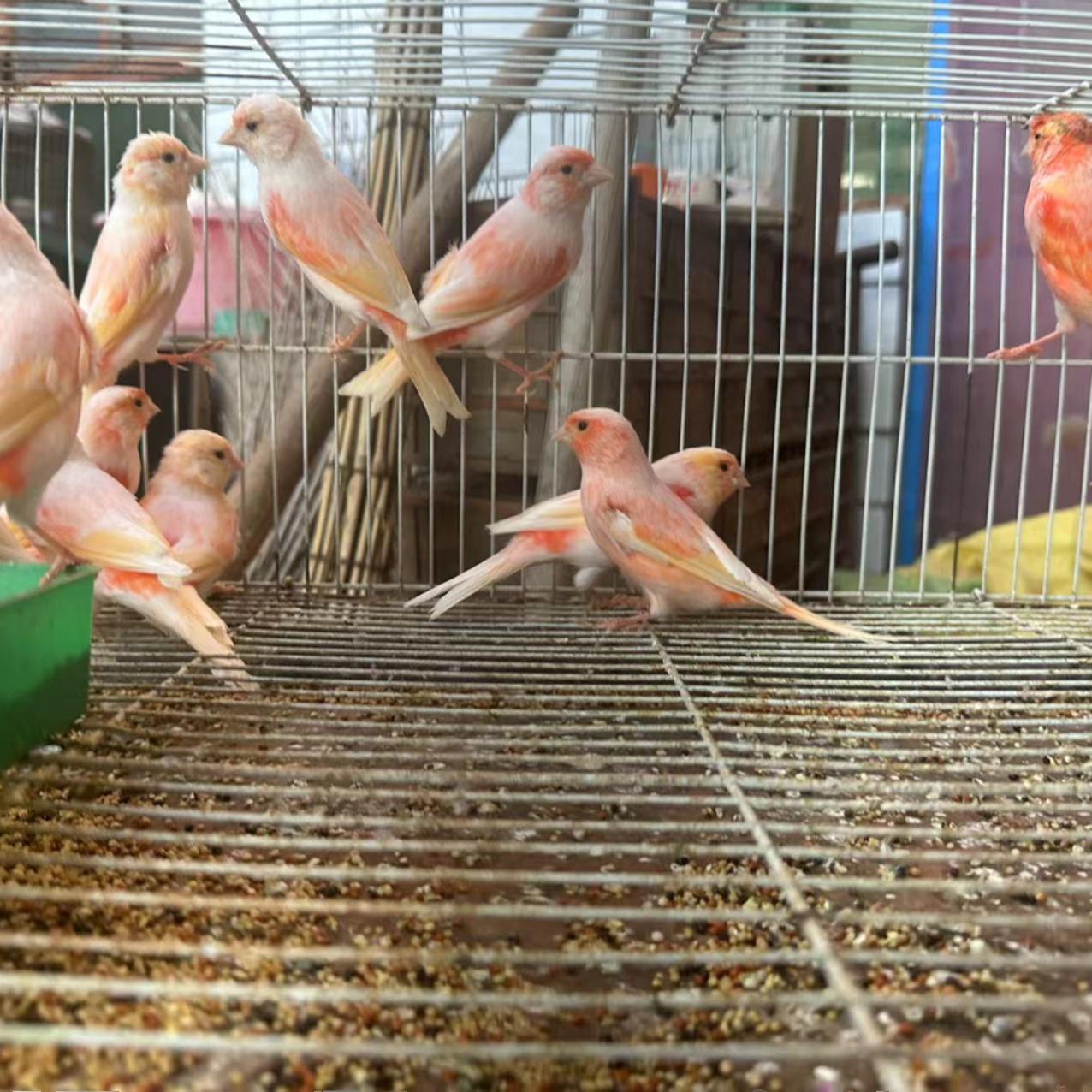 精品芙蓉鸟金丝雀鸣唱笼养辣椒红红白马赛克黄白马赛克玉鸟一对鸟