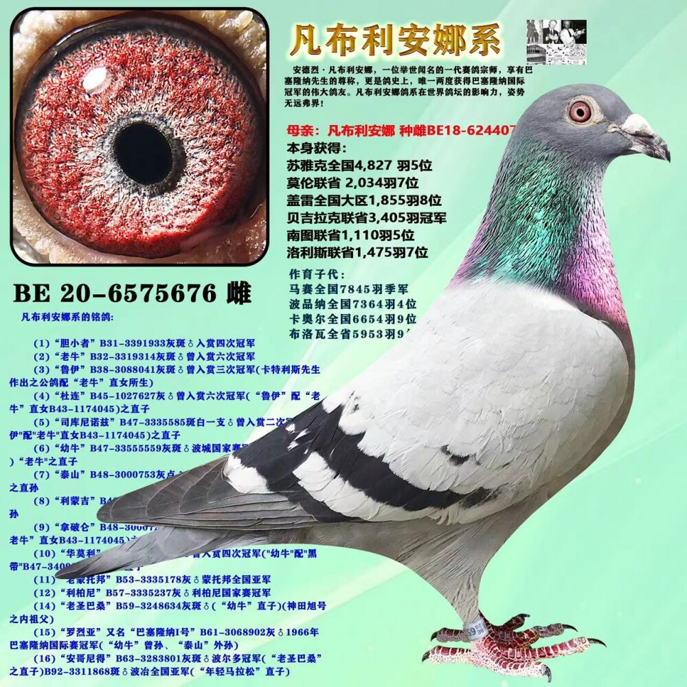 信鸽成绩鸽赛鸽原环种鸽子詹森信