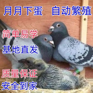 鸽子活一对公母白鸽子观赏幼鸽活体种鸽成年原配信鸽一公一母活物