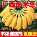 广西小米蕉香蕉新鲜10斤水果当季 包邮 整箱苹果蕉小香蕉芭蕉自然熟