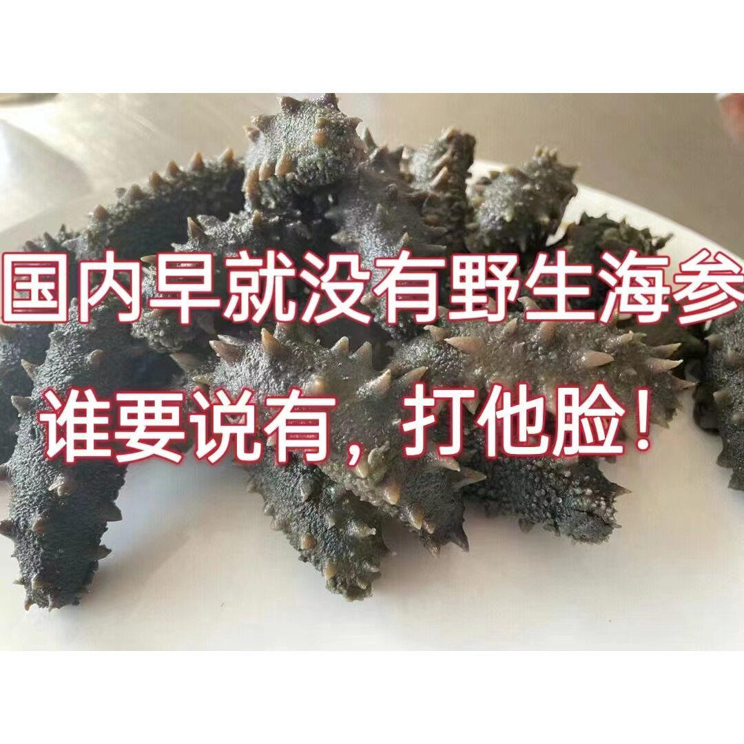 七哥精选海参+每个月上架+品质和价格叫板同行