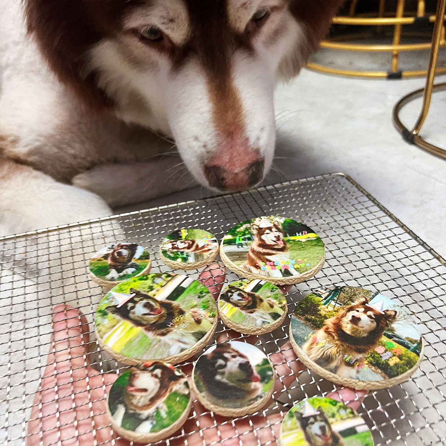 小宠一狼宠物饼来图定制零食猫狗生日饼干天然营养磨牙无添加天然