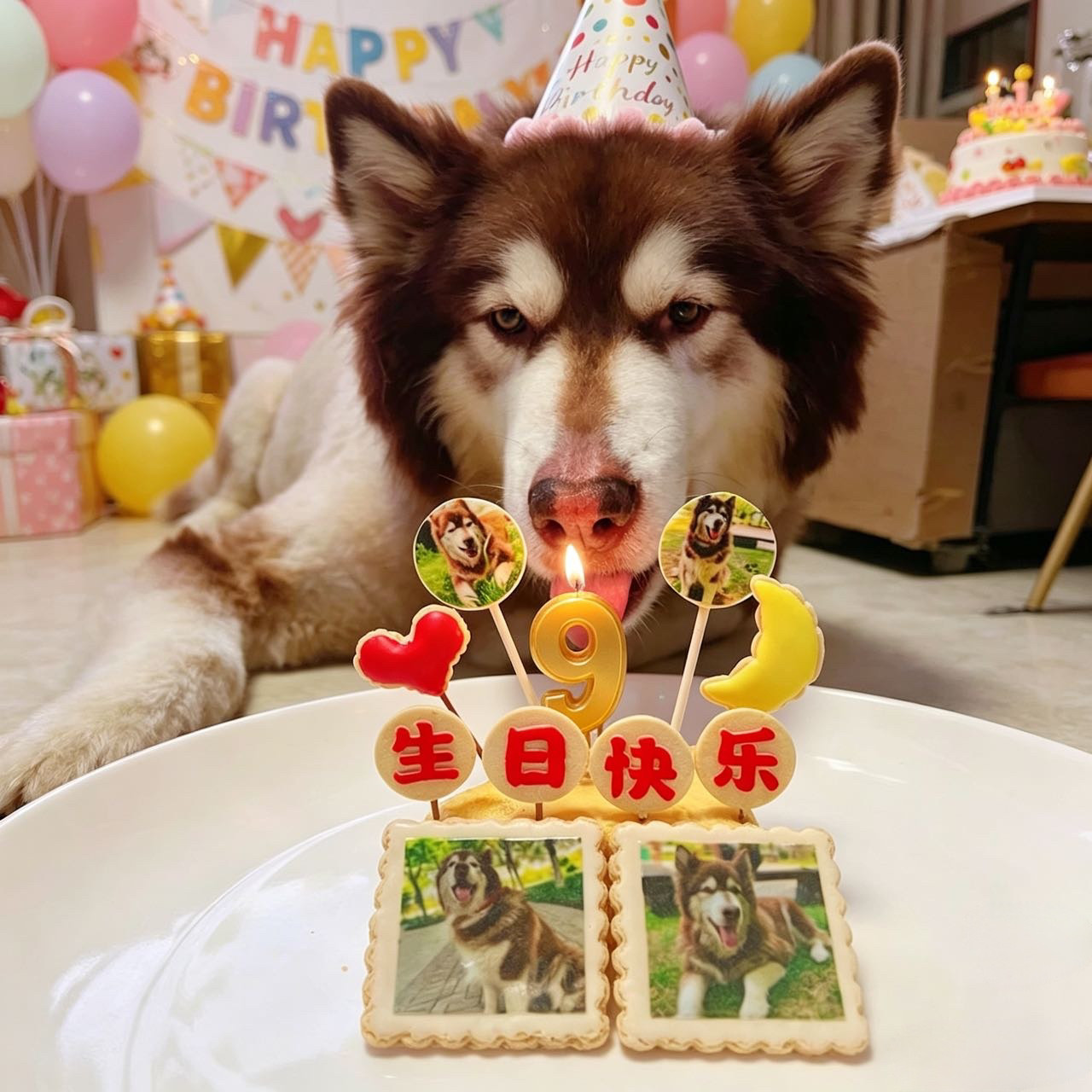 小宠一狼宠物蛋糕狗生日饼干零食定制狗猫咪照片插牌棒棒糖奶片