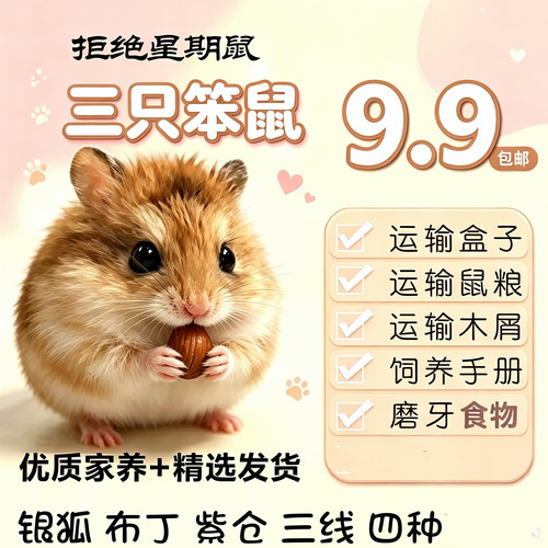 家养仓鼠银狐金丝熊温顺好上手