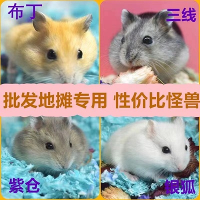 仓鼠摆地摊家养活物仓鼠宝宝三线银狐布丁金丝熊包活包邮地摊专用
