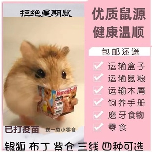 小仓鼠活物包活包邮宠物银狐布丁三线紫仓奶茶情侣幼崽一对情侣