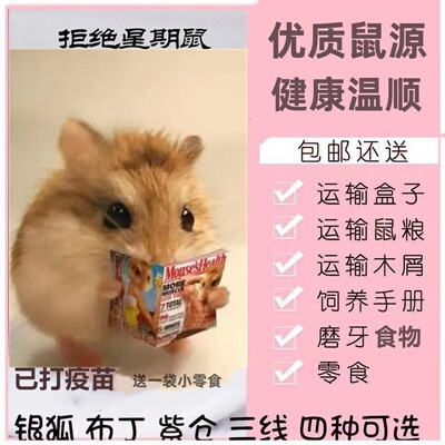 小仓鼠活物包活包邮宠物银狐布丁