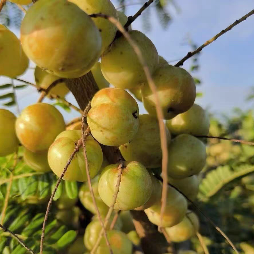 云南新鲜采摘油甘果牛甘子余甘果油柑油干果滇橄榄孕妇酸水果包邮