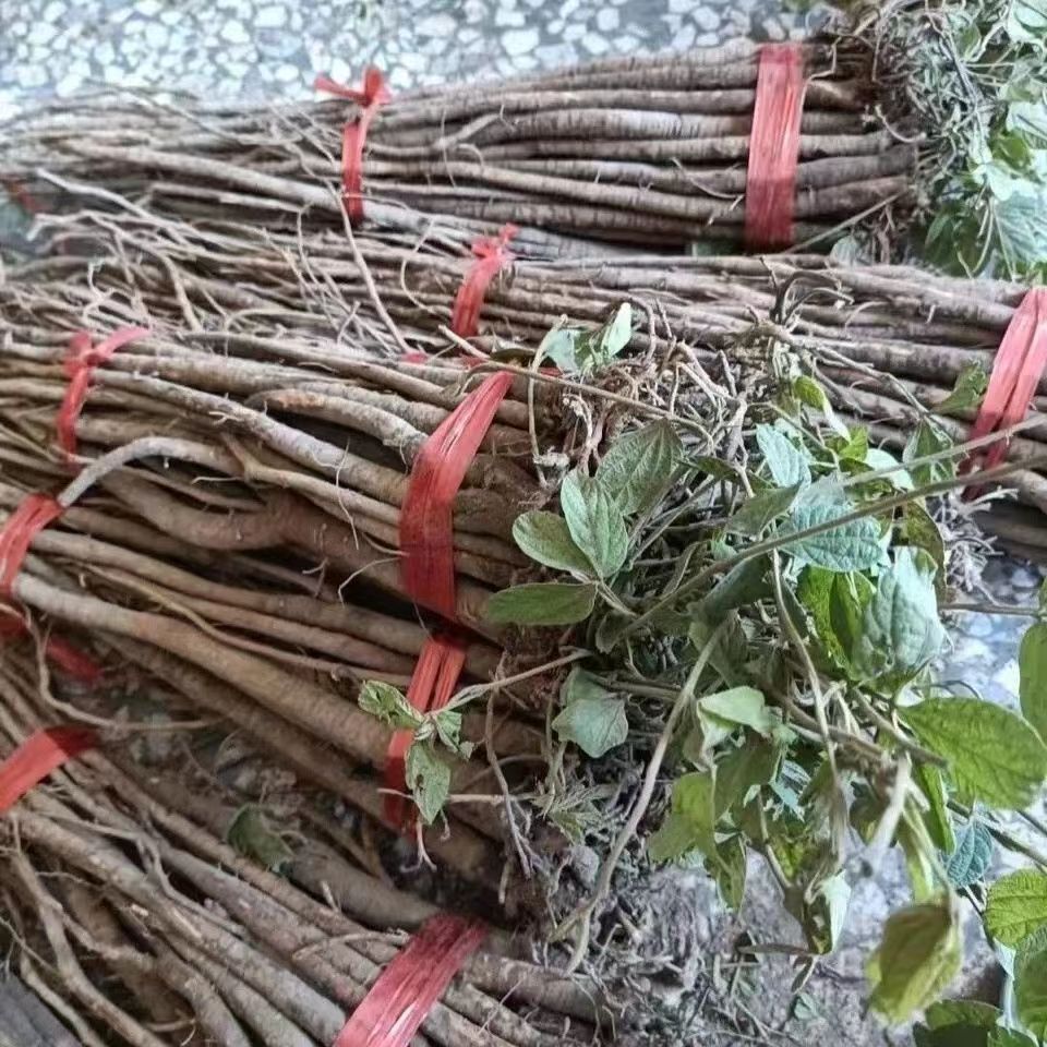 千斤拔干货整条新鲜晒干中药材一条根千金拔老鼠尾吊马桩金牛尾
