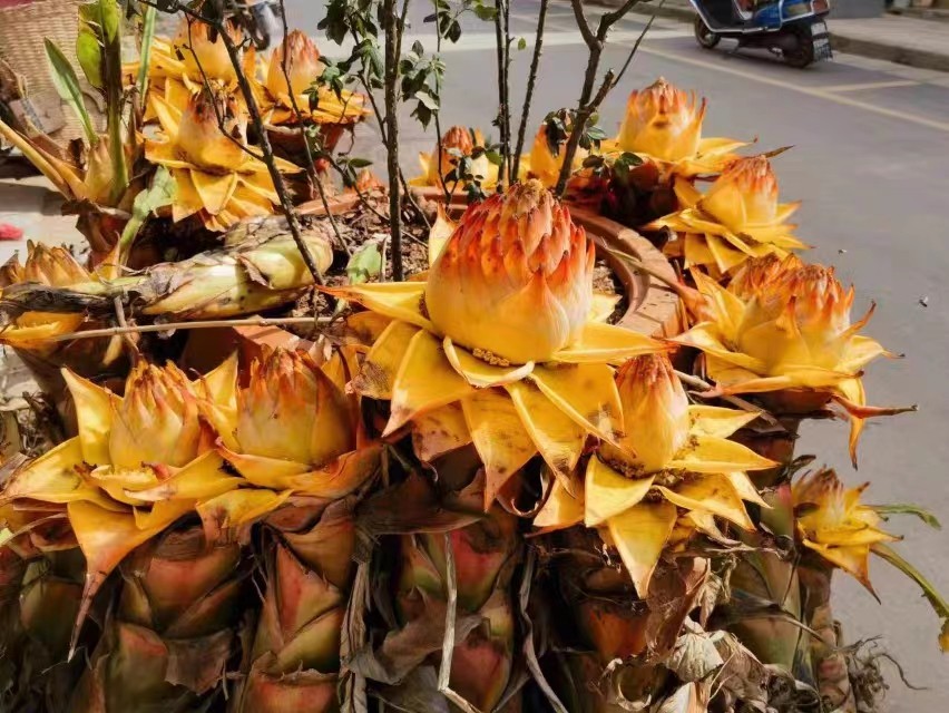 云南巨型地涌金莲花产地矮粗带花苞花卉千瓣莲易养活管理简单