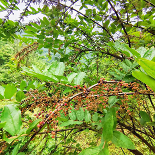 马桑叶上天梯阿斯木千年红马鞍子水马桑紫桑根皮乌龙须黑龙须树根