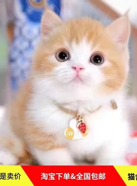 橘猫幼崽中华田园猫狸花猫活体纯黑猫白猫奶牛猫三花小可爱捕鼠猫