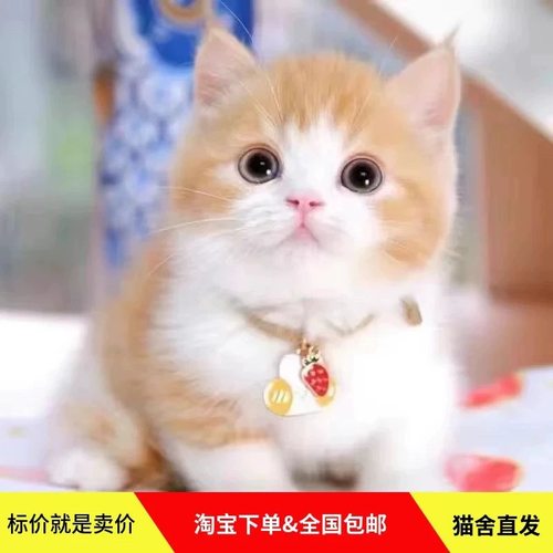 橘猫幼崽中华田园猫狸花猫活体纯黑猫白猫奶牛猫三花小可爱捕鼠猫