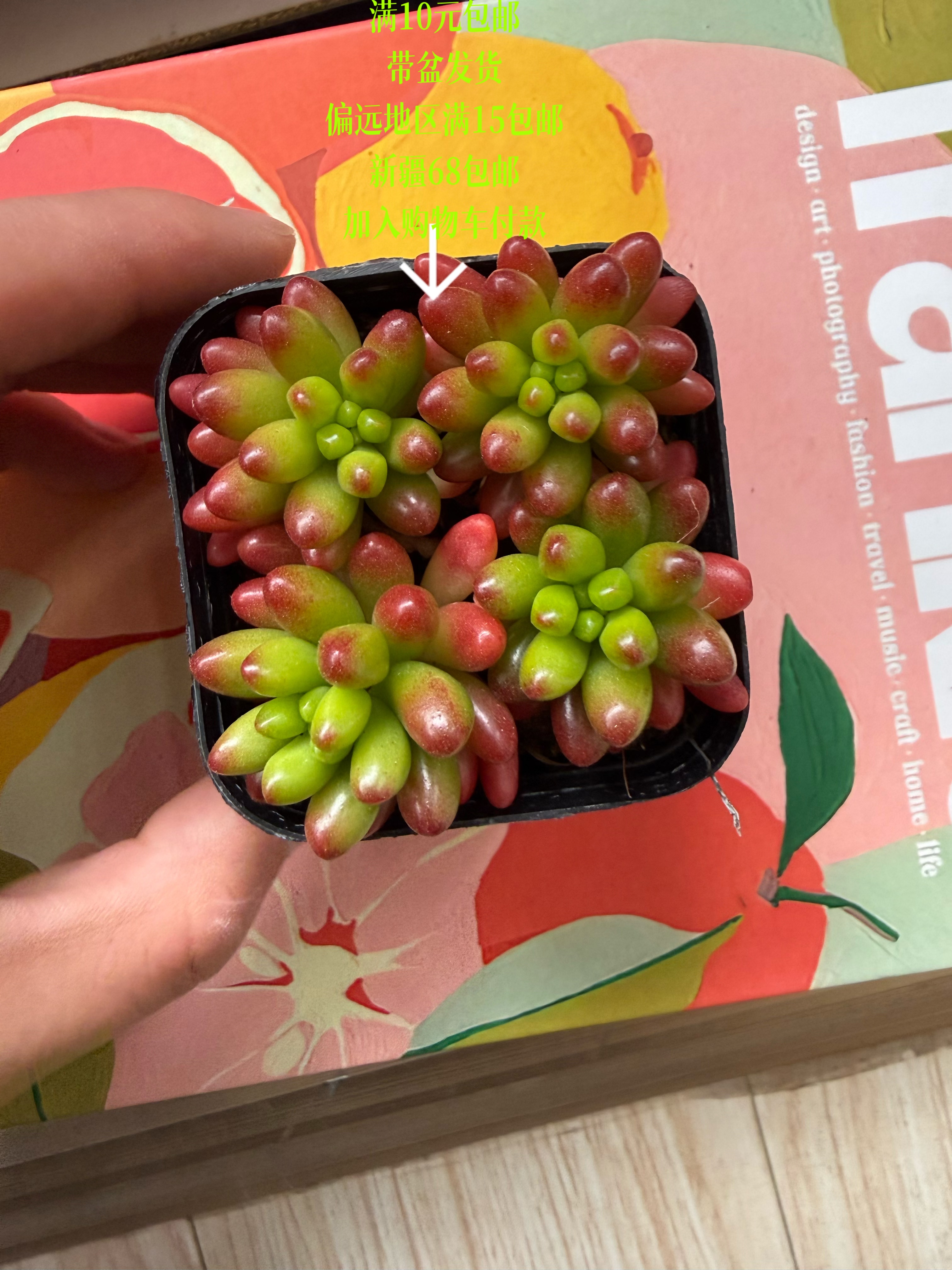 虹之玉群【加购物车付款满10元包邮】