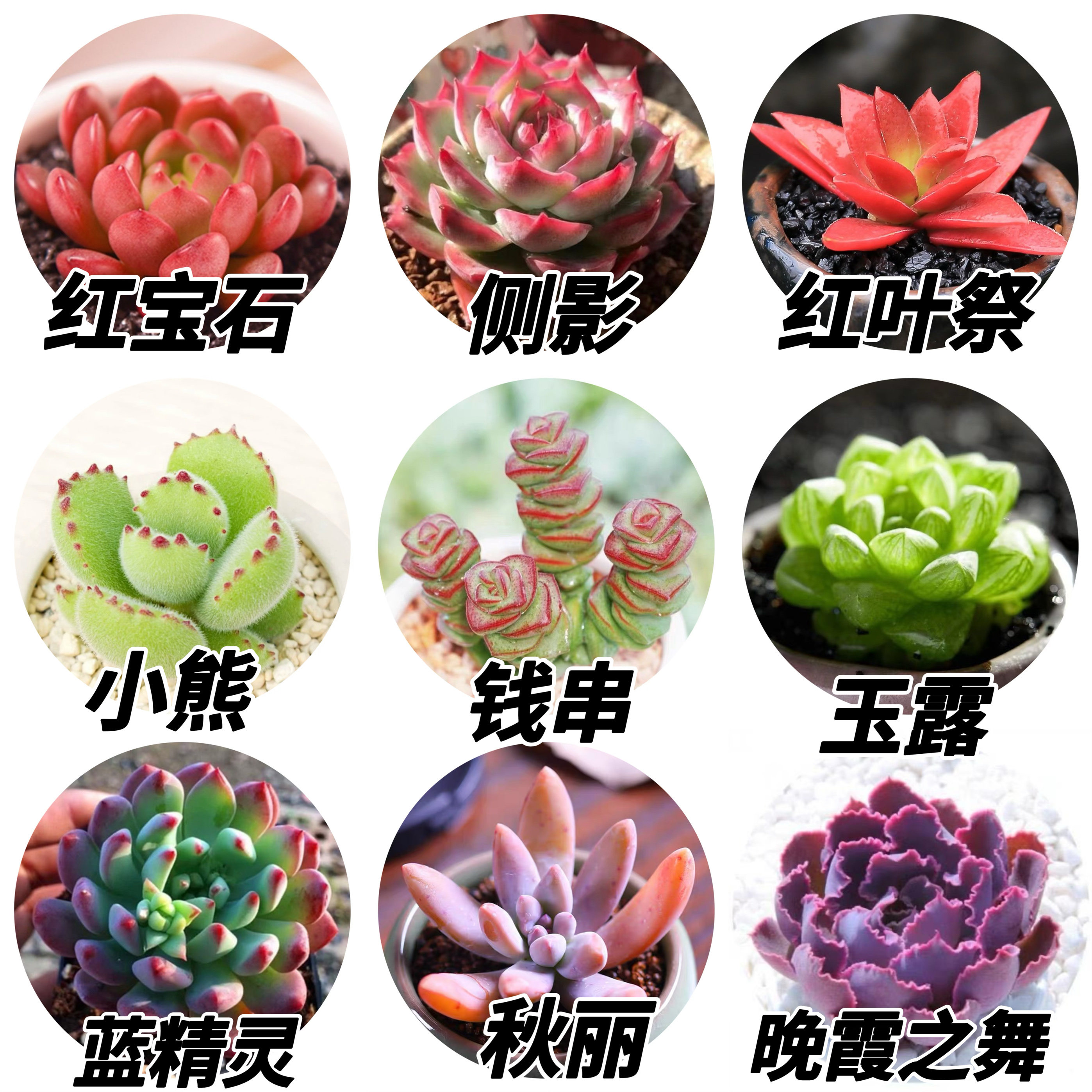 【见山园艺】多肉植物多肉易爆盆多肉植物