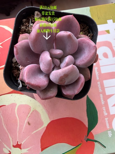 丘比特【加购物车付款满10元包邮】