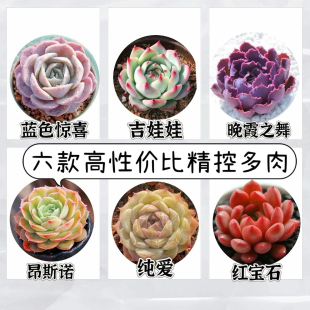 包邮稀有吸财树老桩精品贵货多肉植物绿植花卉室内盆栽防辐射可爱