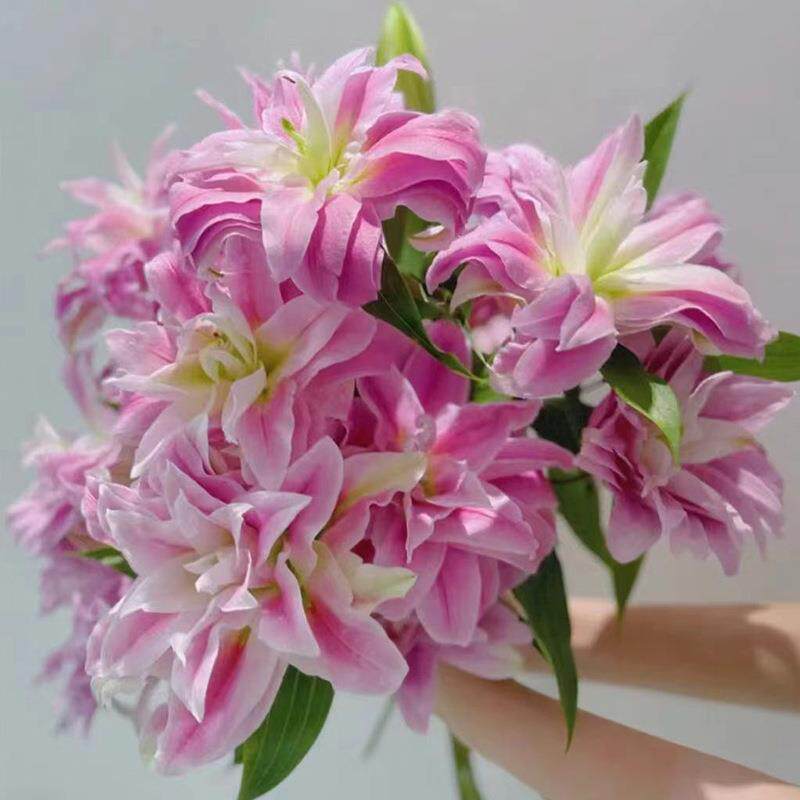 重瓣百合伊莎贝拉莲花百合云南昆明重瓣香味百合斗南基地