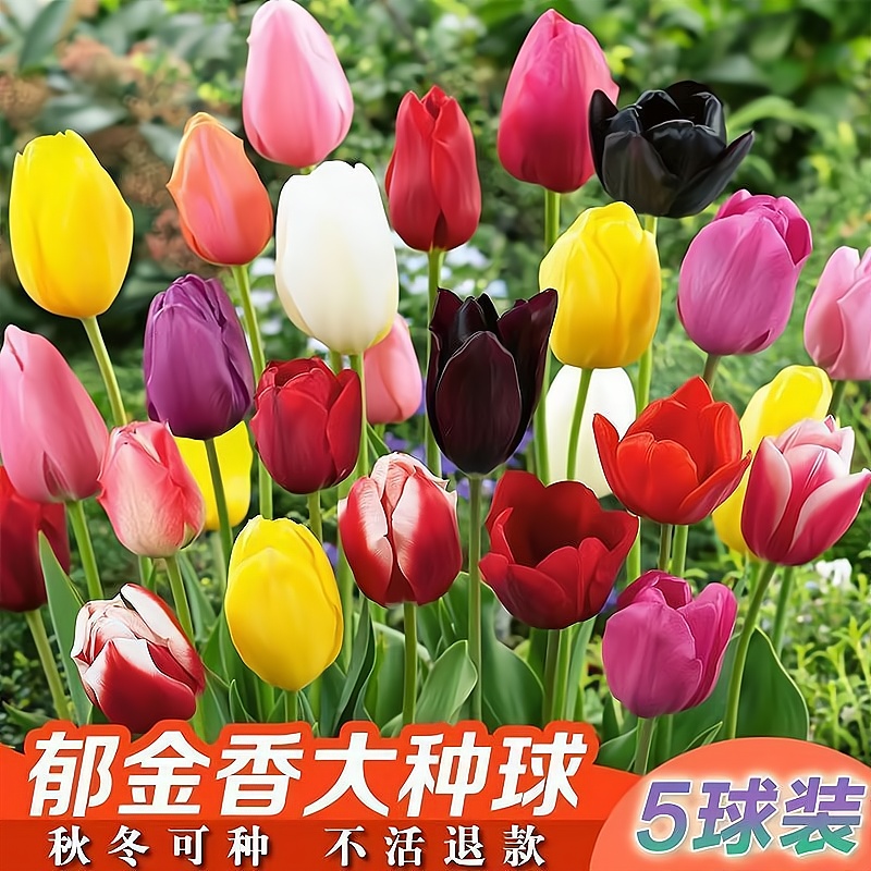 郁金香种球水培花卉植物室内花四季开花种子盆栽花苗土培水养好活