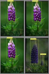 DL00654-基于YOLOv8目标检测的羽扇豆识别完整代码数据集