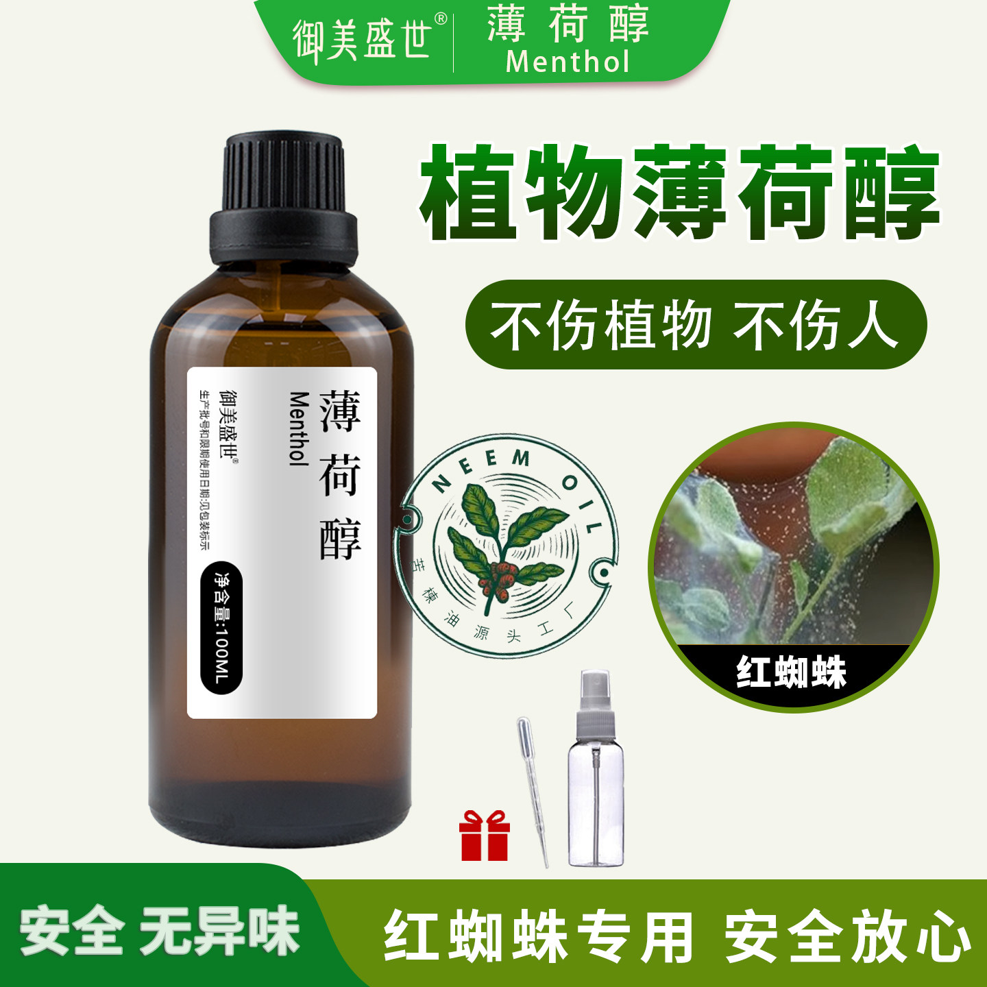 薄荷醇月季种植家庭园艺有机种植搭配苦楝油用精油原料