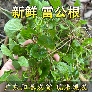 广东雷公根积雪草崩大碗马蹄菜新鲜现摘煲汤凉茶纯露广东阳春发货