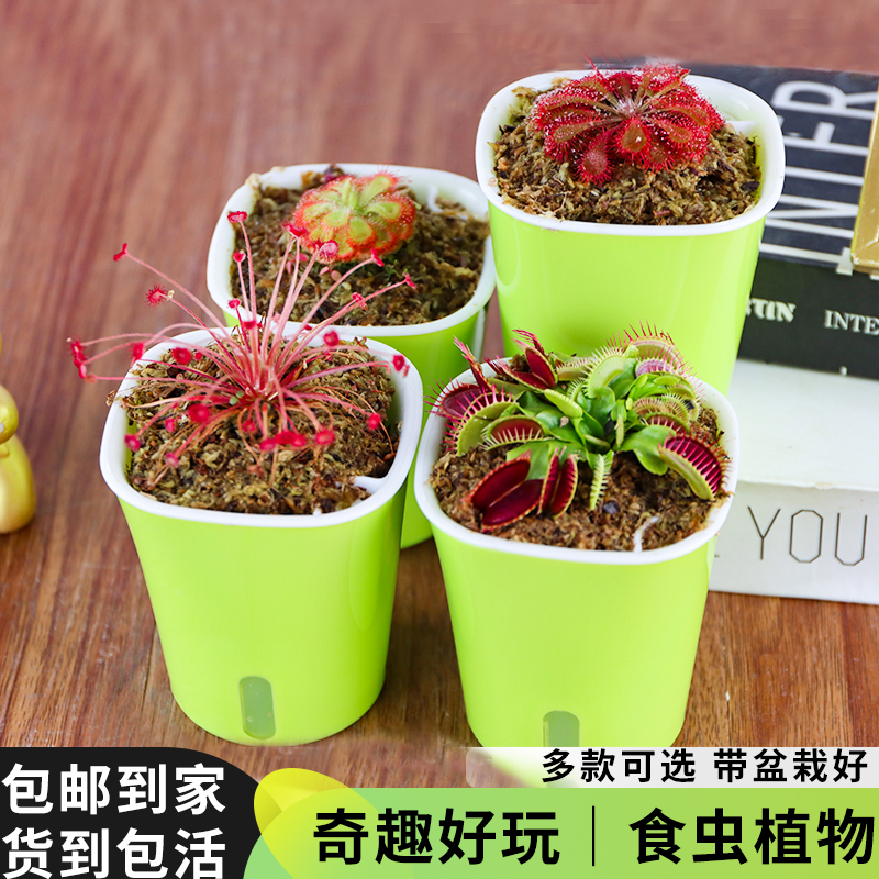 花鲜花捕蝇草盆栽食人花食虫植物猪笼草捕虫草超大扑蝇草苗驱蚊绿