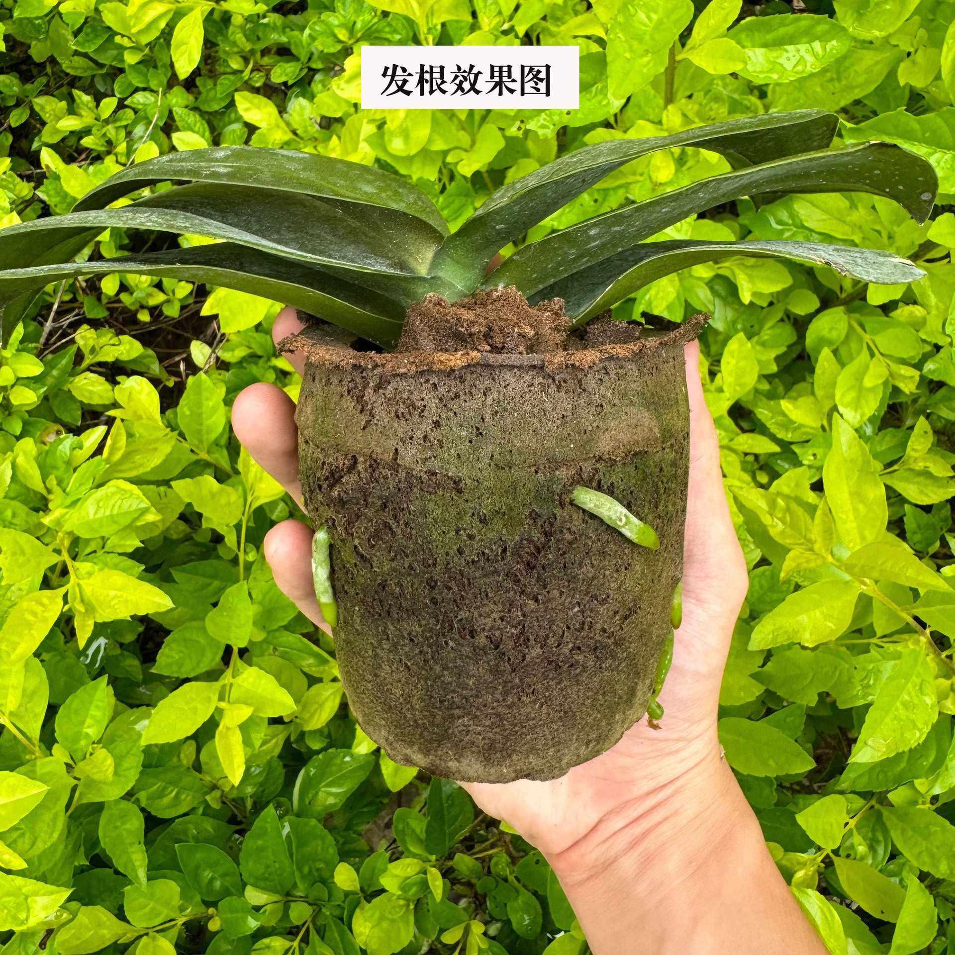 新款直销蝴蝶兰专用新型基质进口泥炭土合成棉透气水培质料花烛彩,家居饰品,花盆,淘宝优惠券,粉丝福利购,淘宝优惠卷