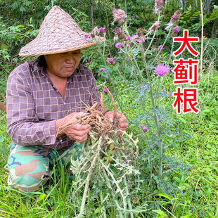 大蓟根 大刺儿菜大刺盖 内叶刺头山萝卜牛口刺 马刺根 猪母刺煲汤