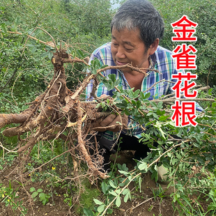 中药材金雀根 锦鸡儿 金雀花根土黄芪现挖现采新鲜阳雀花树苗包邮