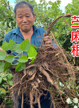 野生苎麻根中药材 苎麻叶野麻青麻白麻新鲜现挖纯根打粉500克包邮