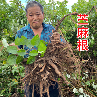 野生苎麻根中药材 苎麻叶野麻青麻白麻新鲜现挖纯根打粉500克包邮