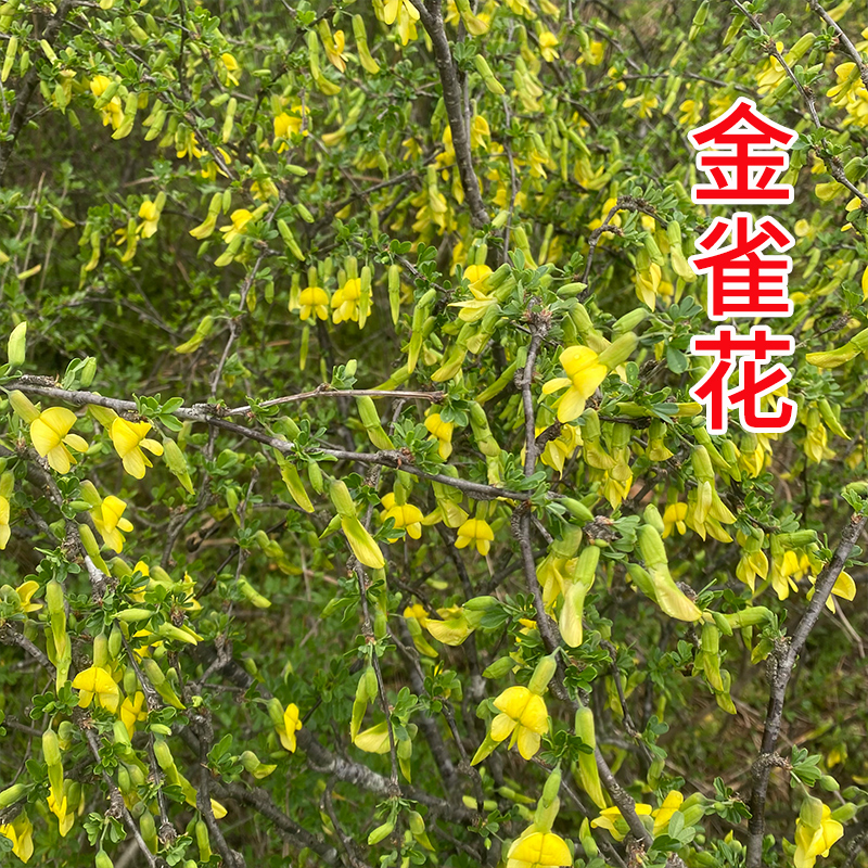 金雀花中藥材 無硫金鵲花深山野生錦雞兒特級(jí)干花陽雀花 泡水泡茶