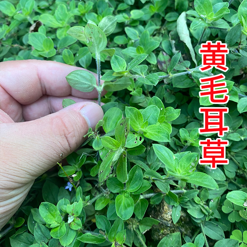 野生金毛耳草 黄毛耳草 摊地草过路蜈蚣 新鲜现采天然地道中药材