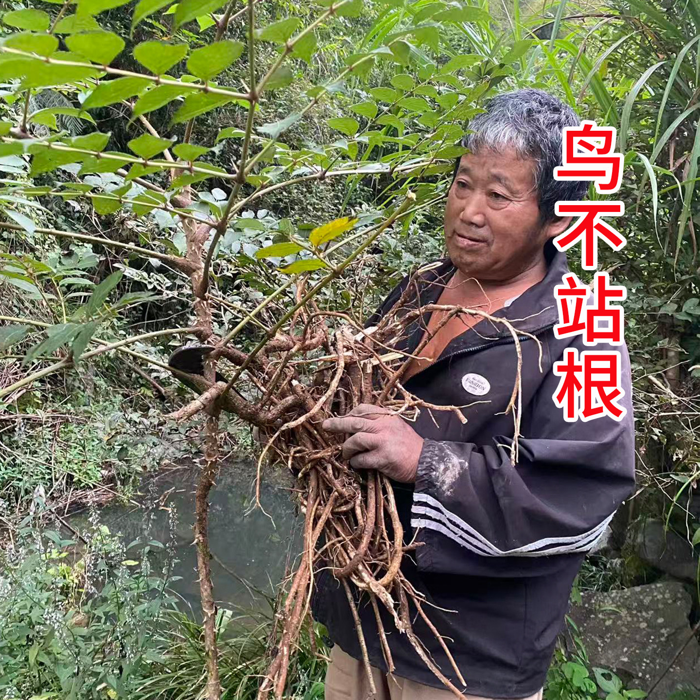 鸟不企根 鸟不落根 鸟不宿楤木根 鹰不泊鹰不扑 鸟不站树根中药材