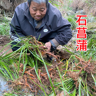 正宗石菖蒲中药材 新鲜石菖蒲根 野生无硫农家自采九节菖蒲 干货