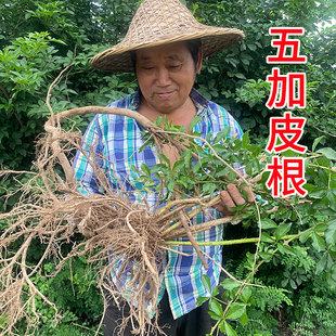 野生新鲜五加皮根五加枝 刺五加南五加 刺拐棒现采枝叶茎叶中药材