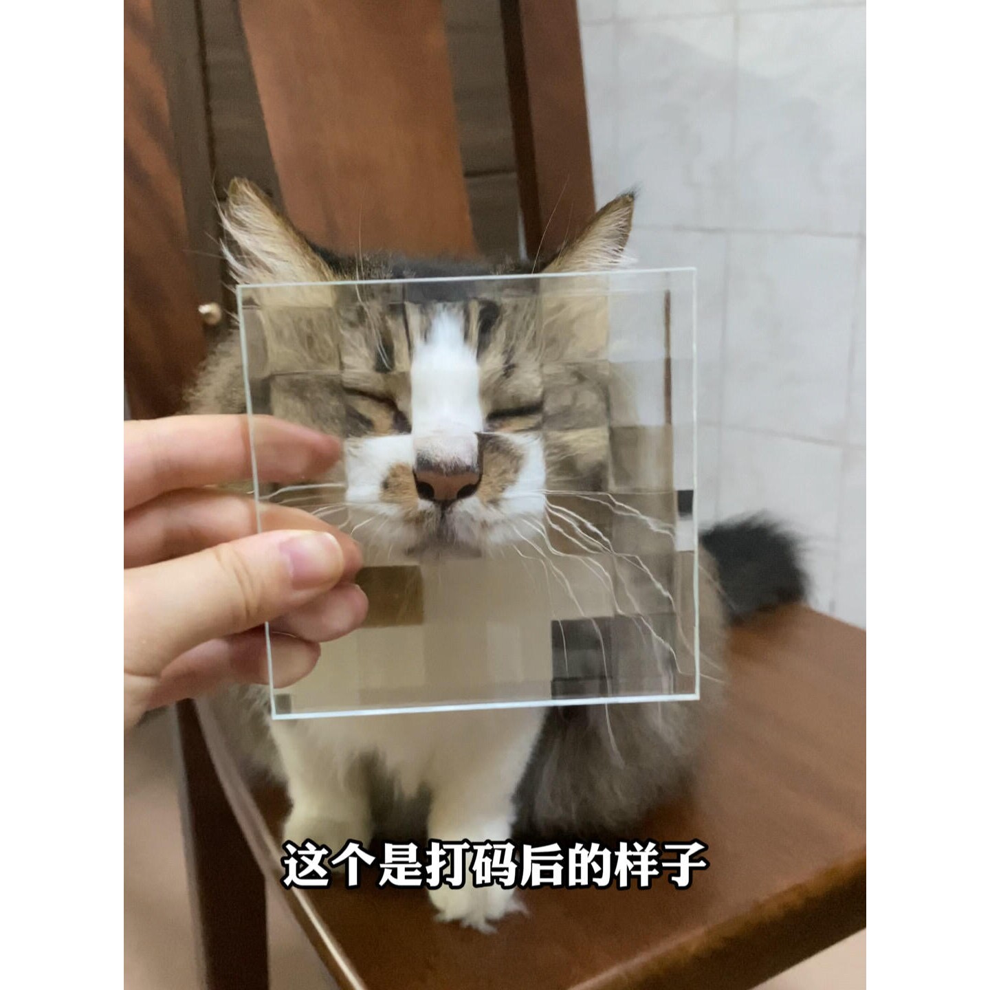 马赛克双方格宠物猫咪狗狗搞怪创意拍照摄影像道具立体压花艺术