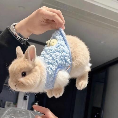 兔子衣服秋冬保暖小号背心兔子家居服侏儒兔安哥拉兔幼猫幼犬衣服