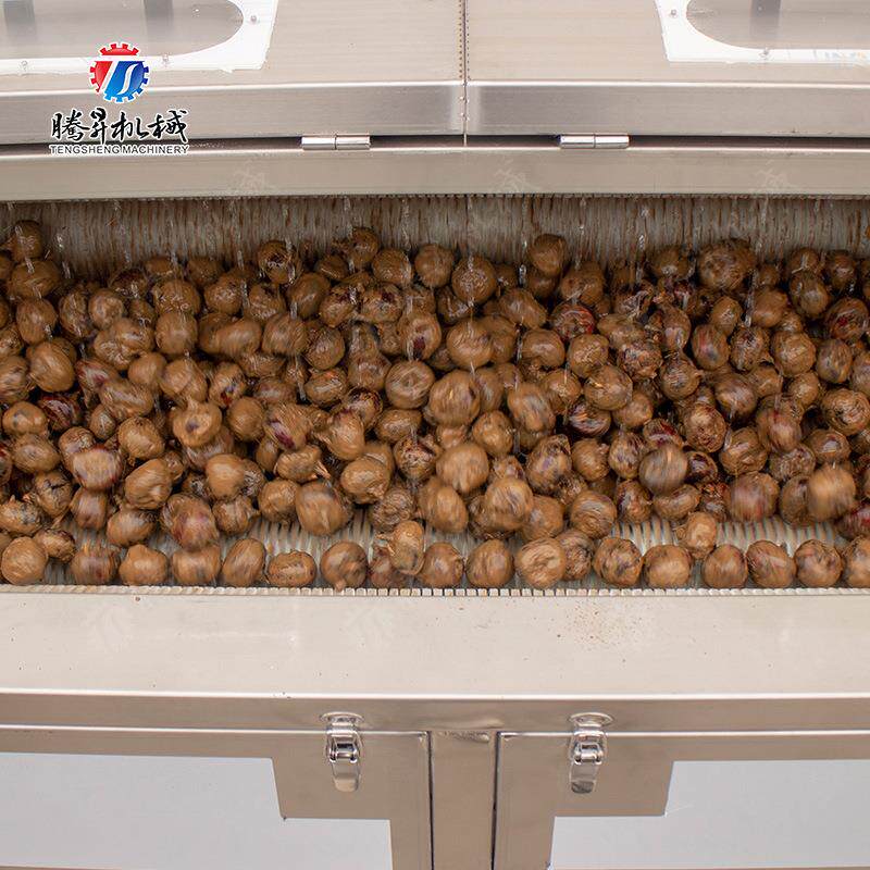 辊WEB厂家供应毛清马洗机莲藕去泥清洗机自料动出萝卜清洗机 蹄清