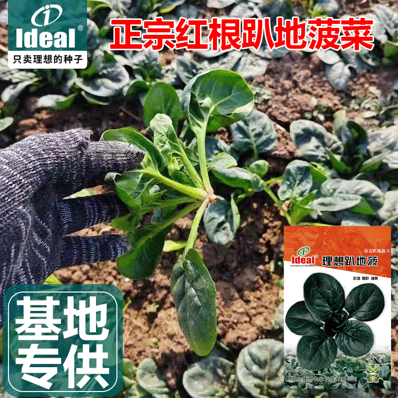 大田专用趴地菠菜种子油亮软糯春夏季耐热耐寒小颗型青菠菜种籽