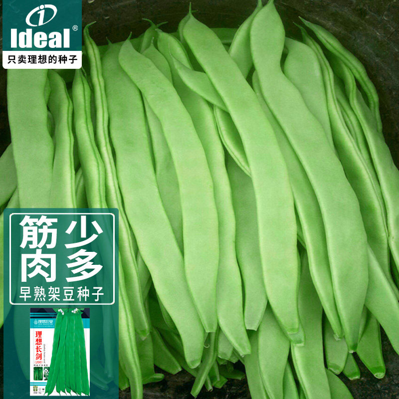 高产宽扁芸豆种子四季豆种子早熟架豆种籽搭架爬藤豆角蔬菜种子