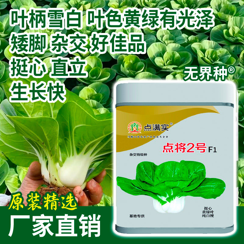 四倍体杂交矮脚黄种子甜糯小白菜