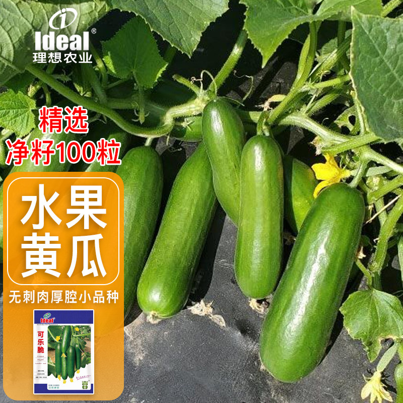 水果秋黄瓜种子甜脆全年四季播种无刺小黄瓜种籽阳台盆栽蔬菜孑
