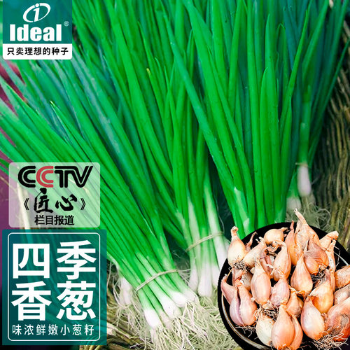 四季小香葱IDEAL多茬采收耐热