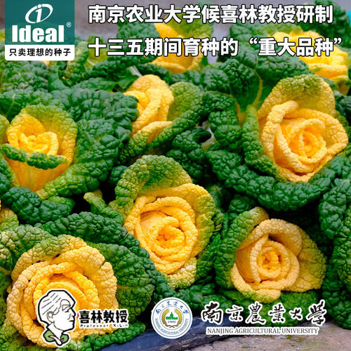 黄心菜种子小白菜种子